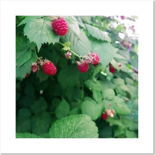 Raspberries photograph Posters and Art